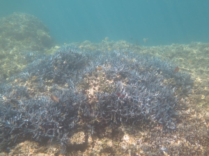Tubir underwater