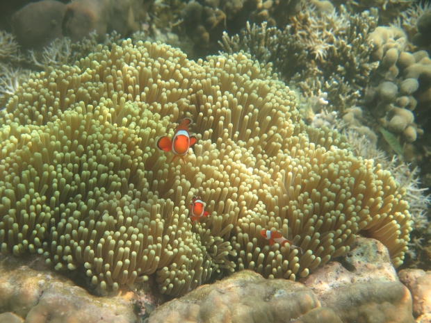 Bama Underwater Mr. Nemo