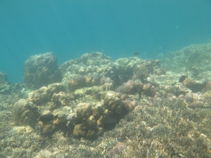 Tubir underwater